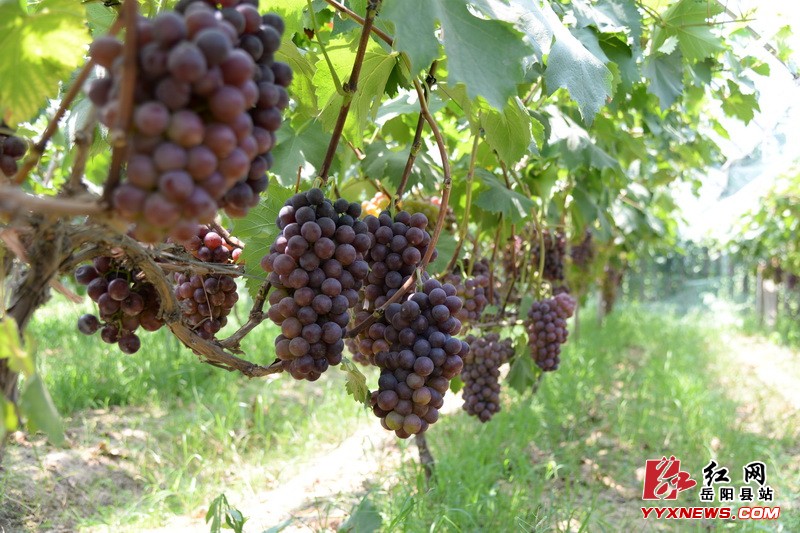 贫困户的葡萄盼销路 媒体携公司出手施援