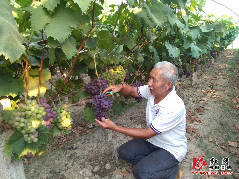 贫困户的葡萄盼销路 媒体携公司出手施援