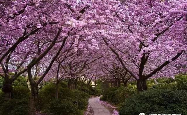 岳阳樱花园景区主题广告词有奖征集活动开始啦