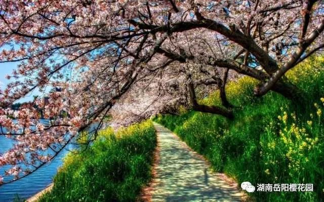 岳阳樱花园景区主题广告词有奖征集活动开始啦