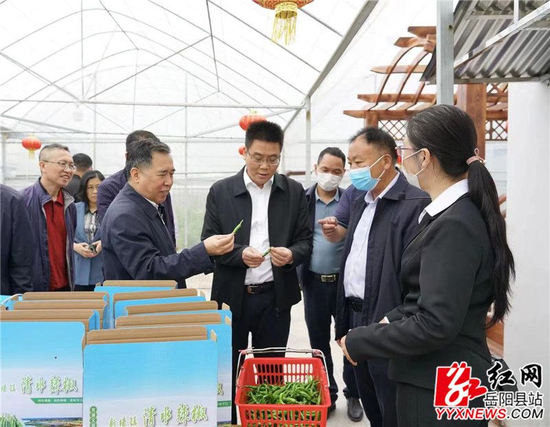 在清水村了解绿色有机辣椒产业发展情况_副本.jpg 在清水村了解绿色有机辣椒产业发展情况_副本.jpg