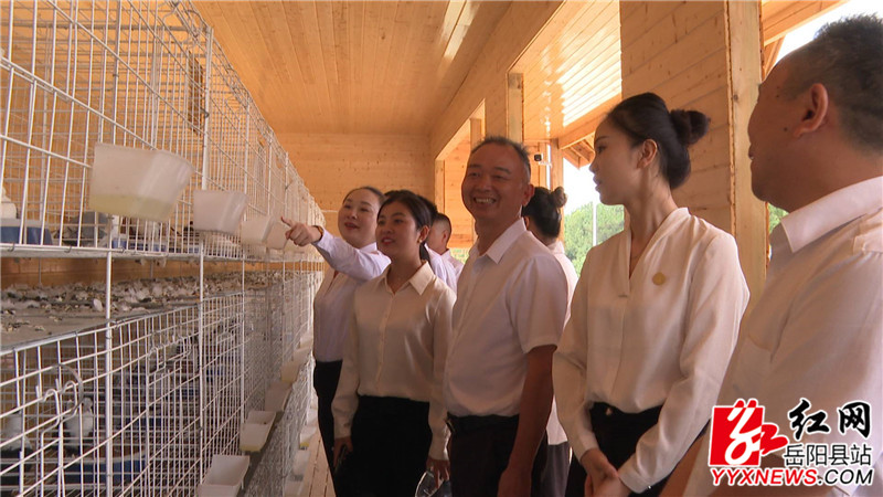 参观岳阳王鸽现代农业产业园_副本.jpg 参观岳阳王鸽现代农业产业园_副本.jpg