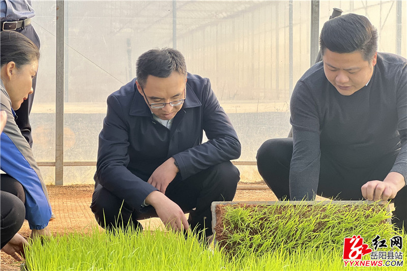 在丰瑞农机专业合作社育秧大棚查看秧苗长势_副本.jpg 在丰瑞农机专业合作社育秧大棚查看秧苗长势_副本.jpg