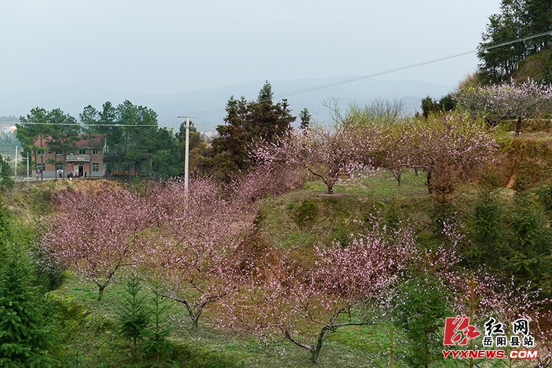 【热游巴陵】春风十里,我在岳阳县相思山等你……