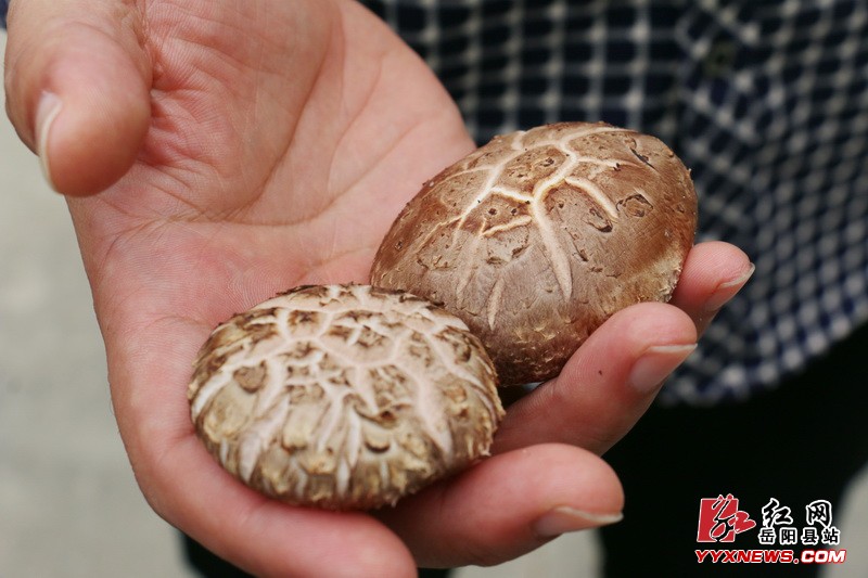 �պ��յ��Ź�Ӣ�����ָ����ƶ��ҵ��չ���