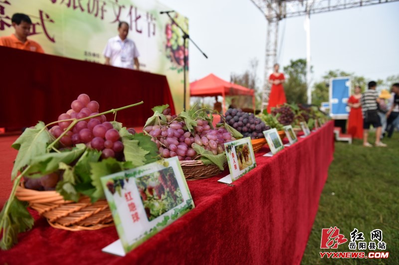 新墙葡萄旅游文化节精彩开幕
