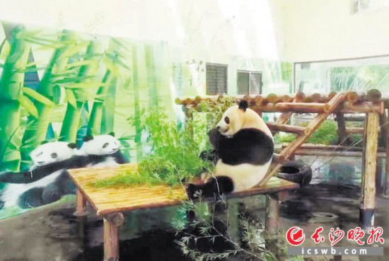 “国宝”大熊猫在空调房里安逸地吃着新鲜的竹叶,一副怡然自得的样子。