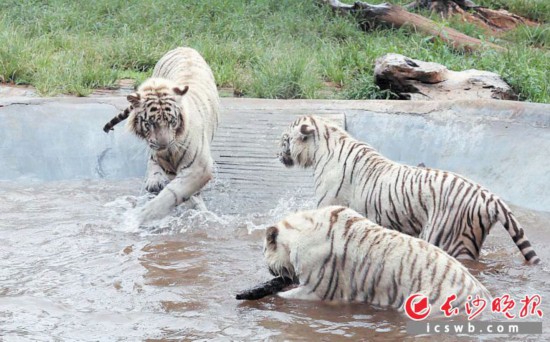 老虎兄弟在水池中泡澡嬉戏。 均为长沙晚报全媒体记者 周柏平 通讯员 刘姝伶 摄影报道