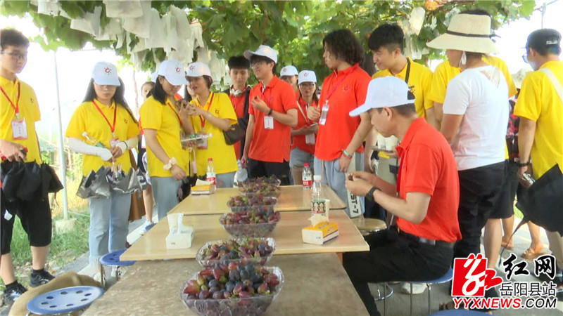 台胞一行参观新墙镇七仙女葡萄园000001.JPG 台胞一行参观新墙镇七仙女葡萄园000001.JPG