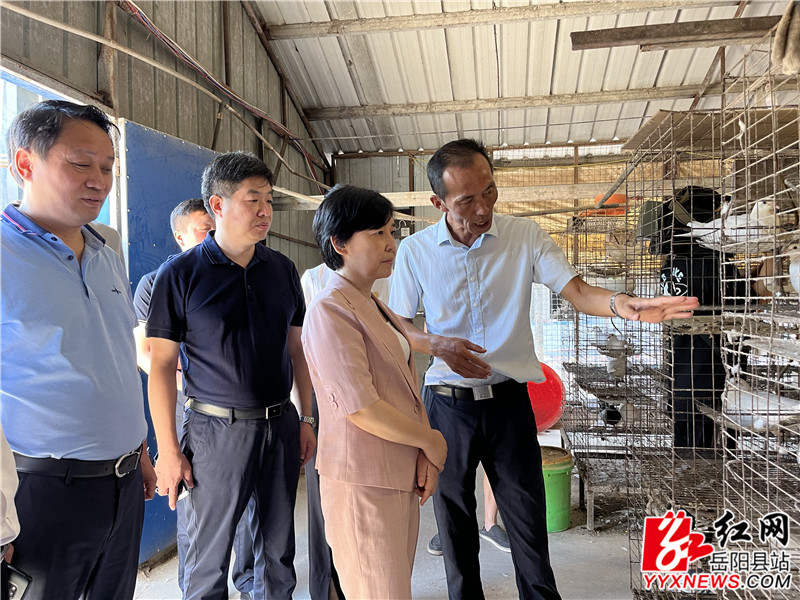 马娜听取鸽子养殖情况介绍_副本.jpg 马娜听取鸽子养殖情况介绍_副本.jpg