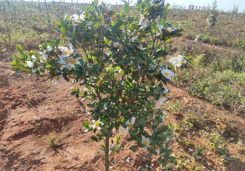 ����ʡ�������Ƽ��ֵ����ʹ��ɽ���ϣ���׵��Ͳ軨��֦ͷӯӯ����